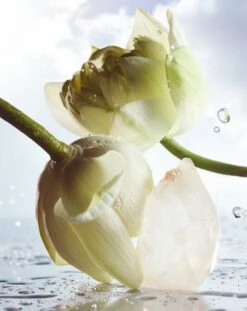 BULGARI Bvlgari Man Rain Essence -Parfum Boutique bulgari bvlgari man rain essence eau de parfum pour homme 4