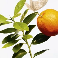 GOUTAL L’Ile Au Thé -Parfum Boutique goutal lile au the eau de toilette mixte 2