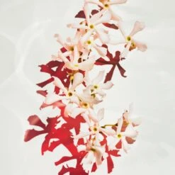 Hugo Boss BOSS Alive Parfum -Parfum Boutique hugo boss boss alive parfum parfum pour femme 5