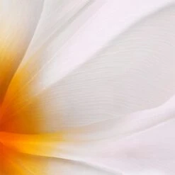 Jil Sander Sunlight Intense -Parfum Boutique jil sander sunlight intense eau de parfum pour femme 2