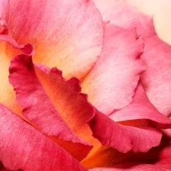 Jil Sander Sunlight Intense -Parfum Boutique jil sander sunlight intense eau de parfum pour femme 3