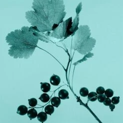 Tiffany & Co. Tiffany & Co. Sheer -Parfum Boutique tiffany co tiffany co sheer eau de toilette pour femme 2