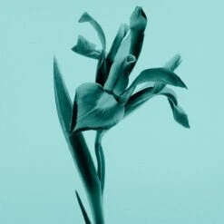 Tiffany & Co. Tiffany & Co. Sheer -Parfum Boutique tiffany co tiffany co sheer eau de toilette pour femme 3