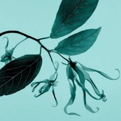 Tiffany & Co. Tiffany & Co. Sheer -Parfum Boutique tiffany co tiffany co sheer eau de toilette pour femme 4