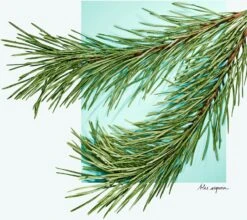 Tiffany & Co. Tiffany & Love 11 Tiffany & Co. Tiffany & Love -Parfum Boutique tiffany co tiffany love eau de parfum pour femme 3