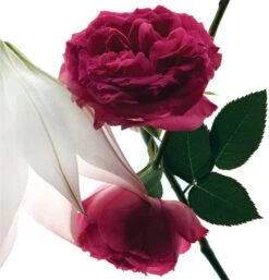 Yves Saint Laurent Mon Paris Intensément 9 Yves Saint Laurent Mon Paris Intensément -Parfum Boutique yves saint laurent mon paris intensement eau de parfum pour femme 2