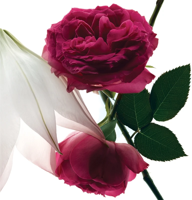 Yves Saint Laurent Mon Paris Intensément 5 Yves Saint Laurent Mon Paris Intensément – Image 3